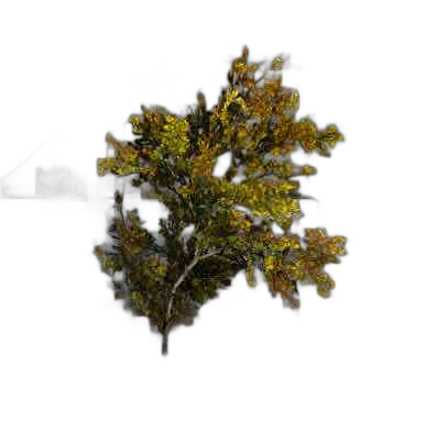 DayZ BushHard_b_BetulaPendula_1f - Bushhard B Betulapendula 1F image