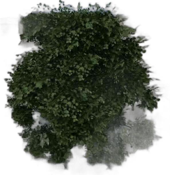 DayZ BushHard_b_corylusHeterophylla_2s_summer - Bushhard B Corylusheterophylla 2S Summer image