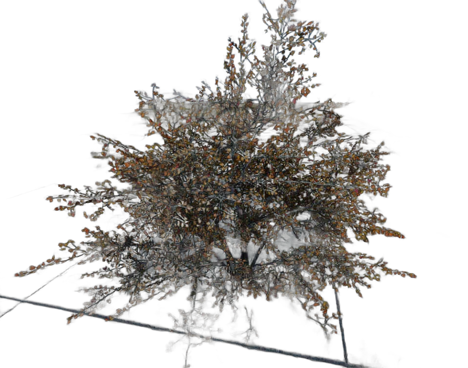 DayZ BushHard_b_crataegusLaevigata_2s - Bushhard B Crataeguslaevigata 2S image