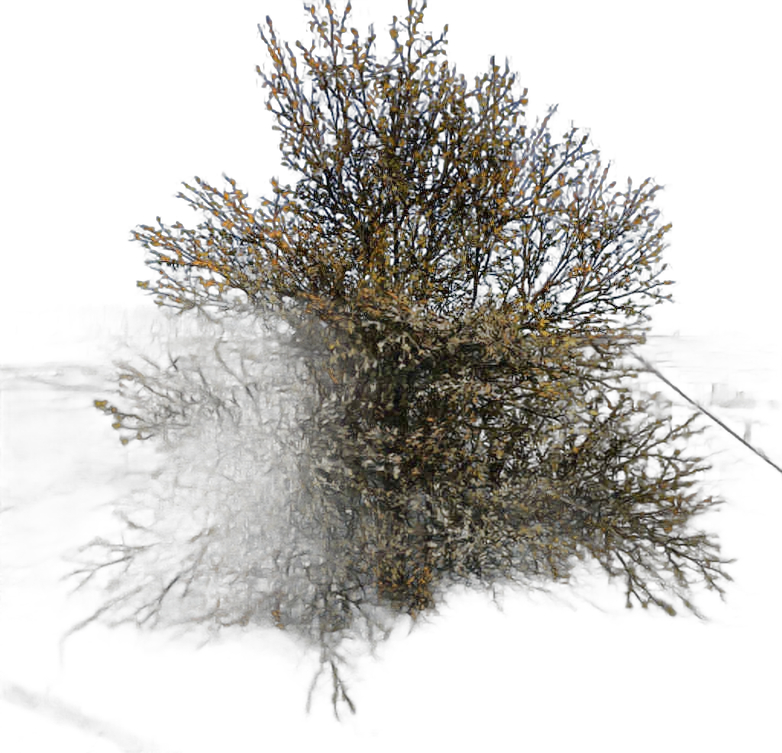 DayZ BushHard_b_prunusSpinosa_1s - Bushhard B Prunusspinosa 1S image