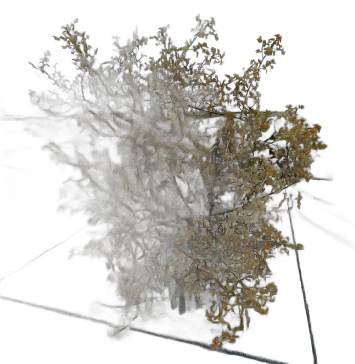 DayZ BushHard_b_sambucusNigra_2s - Bushhard B Sambucusnigra 2S image
