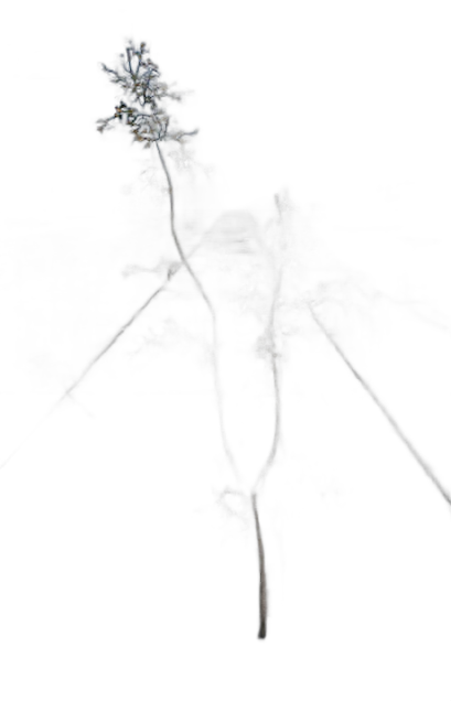 DayZ BushHard_t_FagusSylvatica_1fb - Bushhard T Fagussylvatica 1Fb image