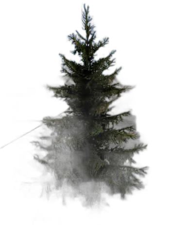 DayZ BushHard_t_PiceaAbies_1sb - Bushhard T Piceaabies 1Sb image