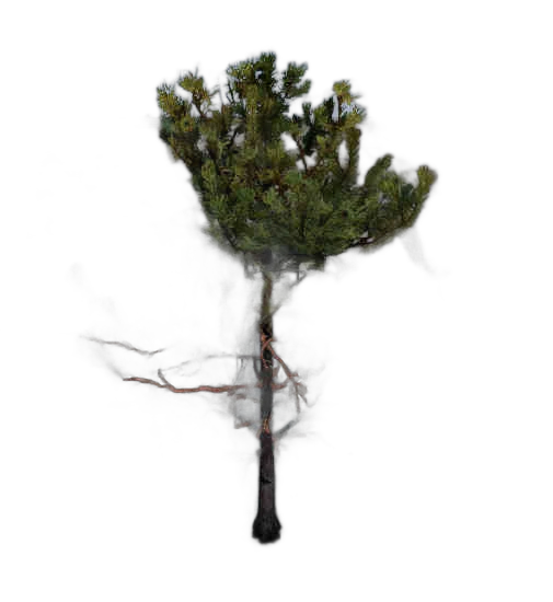 DayZ BushHard_t_PinusSylvestris_1f - Bushhard T Pinussylvestris 1F image