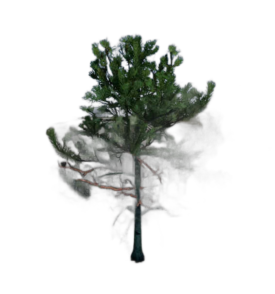 DayZ BushHard_t_PinusSylvestris_1f_summer - Bushhard T Pinussylvestris 1F Summer image