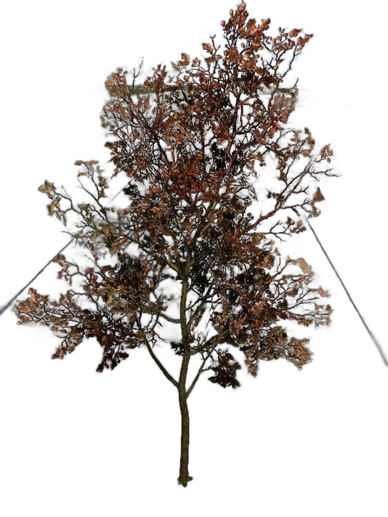 DayZ BushHard_t_quercusRobur_1fb - Bushhard T Quercusrobur 1Fb image