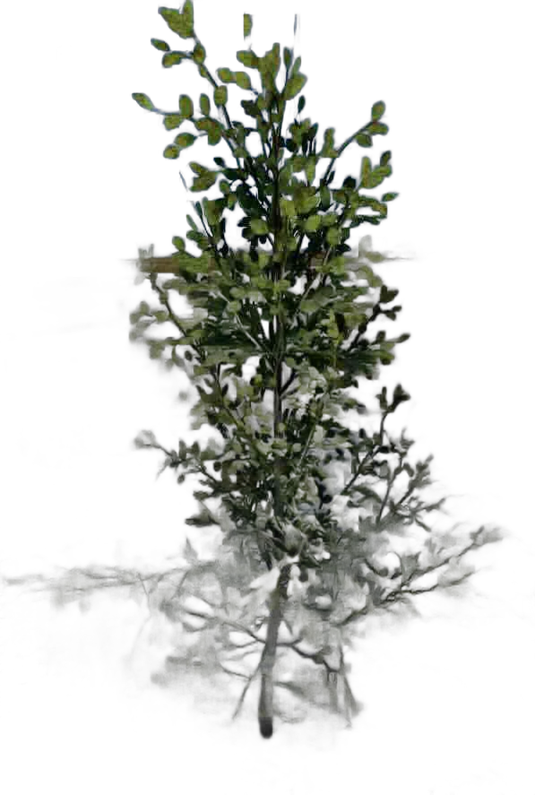 DayZ BushSoft_b_FagusSylvatica_1f_summer - Bushsoft B Fagussylvatica 1F Summer image