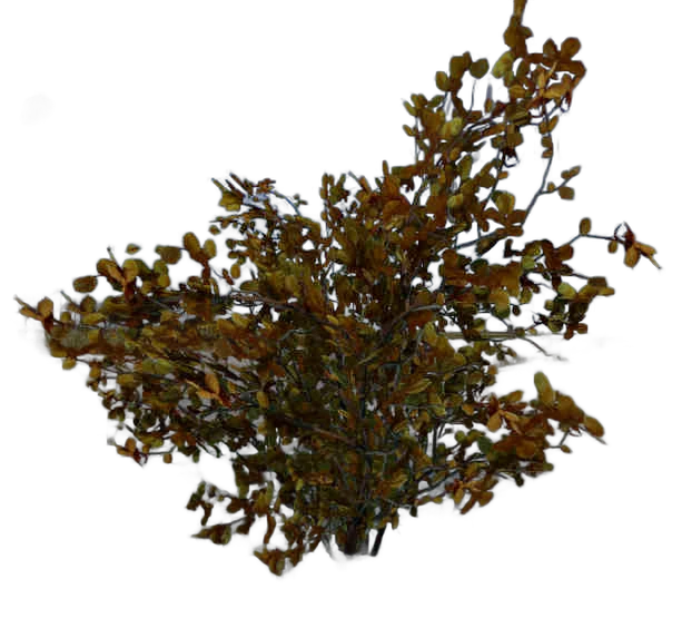 DayZ BushSoft_b_corylusAvellana_1f - Bushsoft B Corylusavellana 1F image