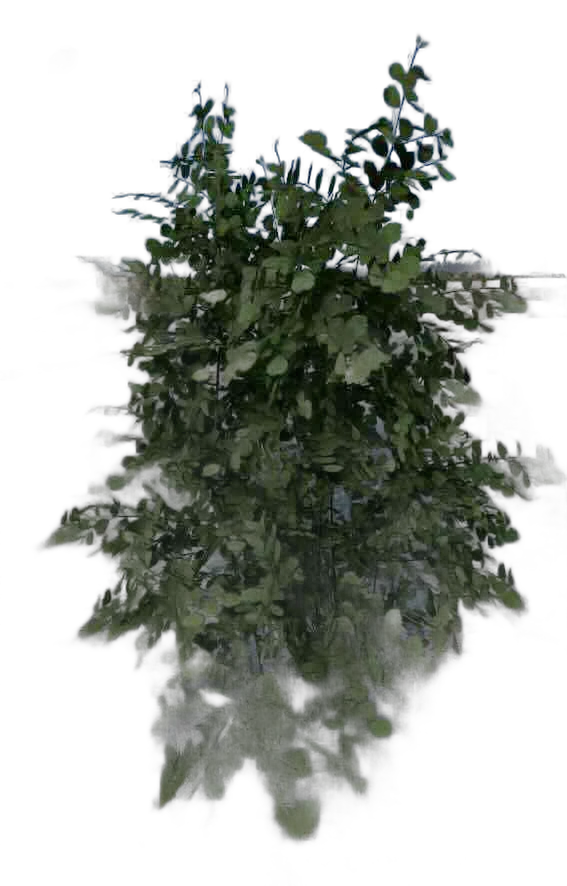DayZ BushSoft_b_corylusHeterophylla_1s_summer - Bushsoft B Corylusheterophylla 1S Summer image