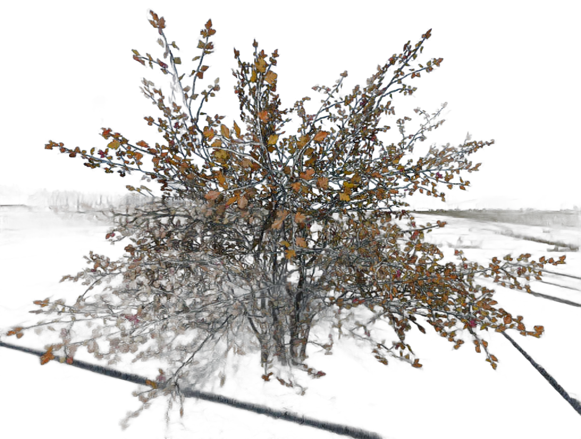DayZ BushSoft_b_crataegusLaevigata_1s - Bushsoft B Crataeguslaevigata 1S image