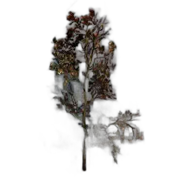 DayZ BushSoft_b_quercusRobur_1f - Bushsoft B Quercusrobur 1F image