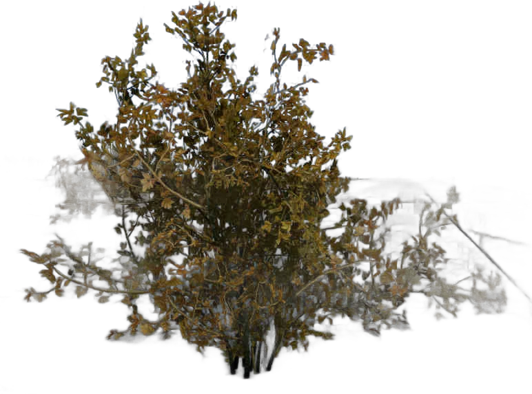 DayZ BushSoft_b_sambucusNigra_1s - Bushsoft B Sambucusnigra 1S image