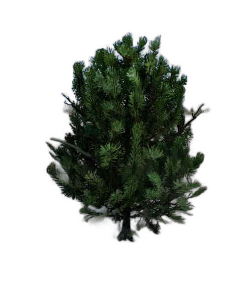 DayZ BushSoft_t_PinusSylvestris_1s_summer - Bushsoft T Pinussylvestris 1S Summer image