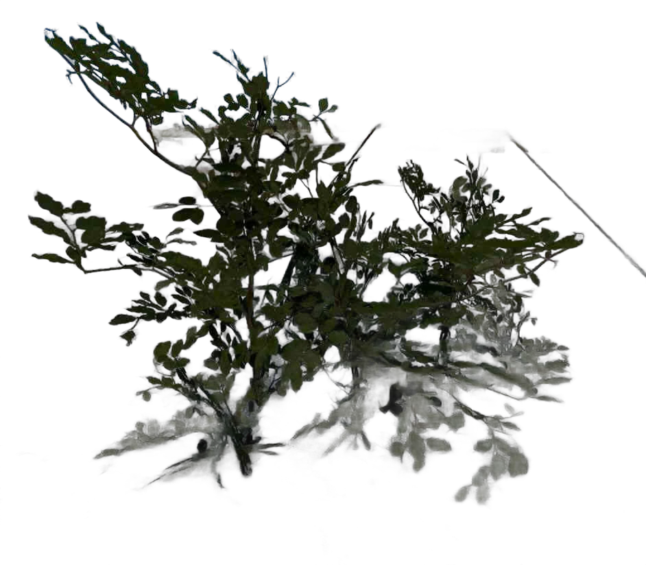 DayZ C_Beech_Big_Summer - C Beech Big Summer image