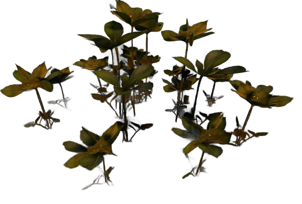 DayZ C_Broadleaf_Sprouts_Tall - C Broadleaf Sprouts Tall image
