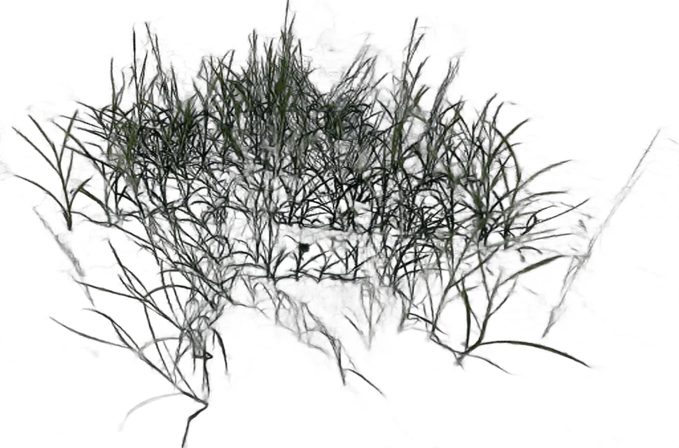 DayZ C_Elytrigia_Green_Summer - C Elytrigia Green Summer image