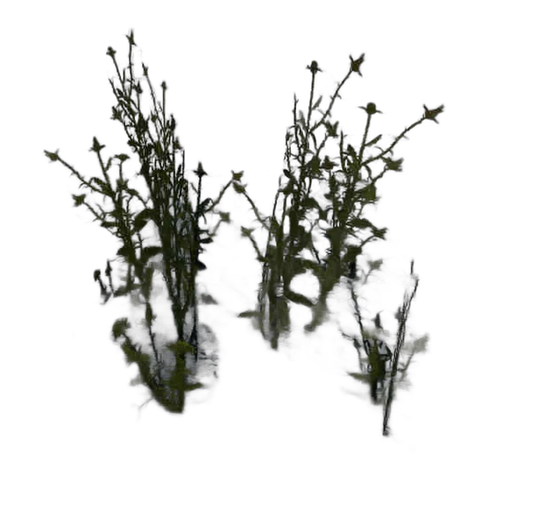 DayZ C_Grasscropcarduus_F_Summer - C Grasscropcarduus F Summer image