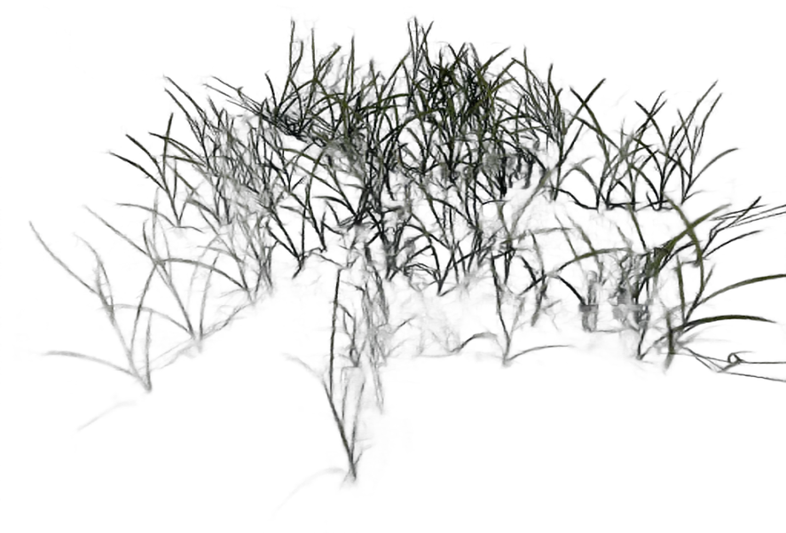 DayZ C_Grassflowerswhiteshort_Summer - C Grassflowerswhiteshort Summer image