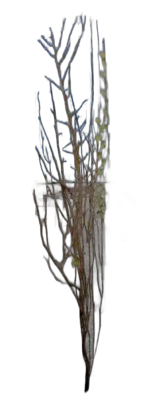 DayZ Dzplants_Blissbuildingivy_Dry_A - Dzplants Blissbuildingivy Dry A image