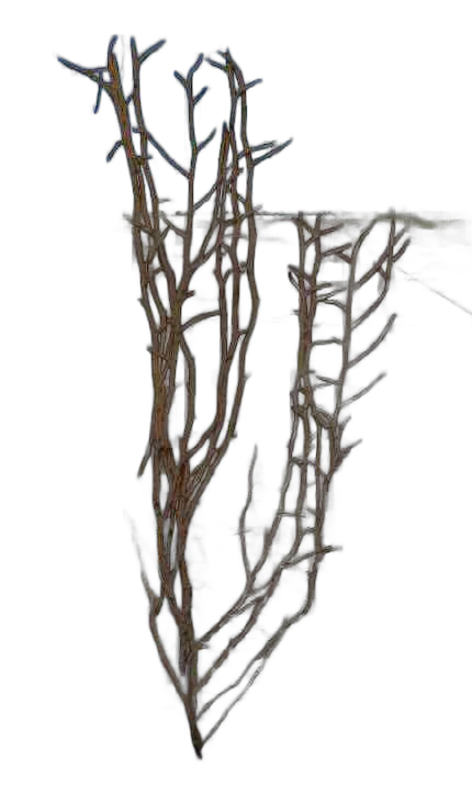 DayZ Dzplants_Blissbuildingivy_Dry_B - Dzplants Blissbuildingivy Dry B image