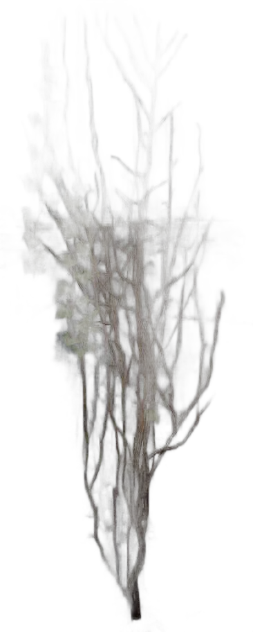 DayZ Dzplants_Blissbuildingivy_Dry_C - Dzplants Blissbuildingivy Dry C image