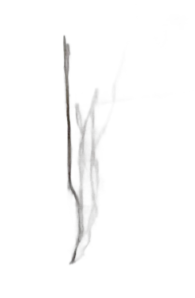 DayZ Dzplants_Blissbuildingivy_Dry_D - Dzplants Blissbuildingivy Dry D image