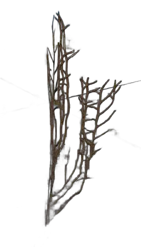 DayZ Dzplants_Blissbuildingivy_Dry_E - Dzplants Blissbuildingivy Dry E image