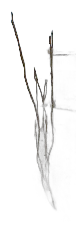 DayZ Dzplants_Blissbuildingivy_Dry_F - Dzplants Blissbuildingivy Dry F image