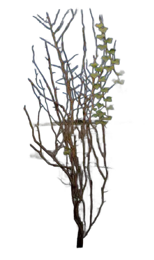 DayZ Dzplants_Blissbuildingivy_Dry_G - Dzplants Blissbuildingivy Dry G image