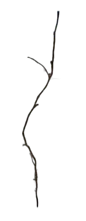 DayZ Dzplants_Blissbuildingivy_Dry_H - Dzplants Blissbuildingivy Dry H image