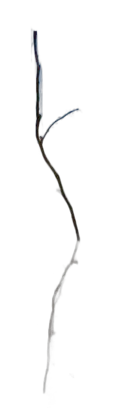 DayZ Dzplants_Blissbuildingivy_Dry_I - Dzplants Blissbuildingivy Dry I image