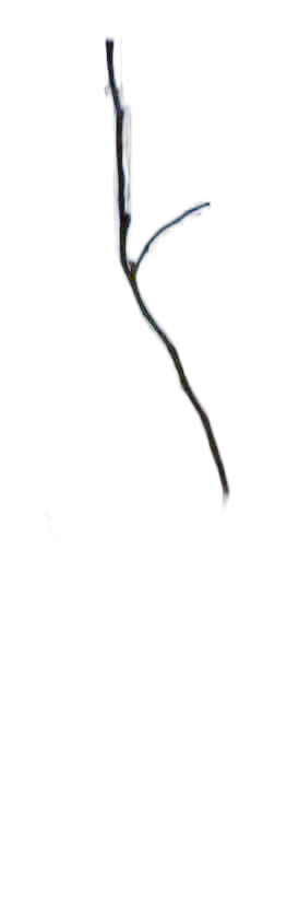 DayZ Dzplants_Blissbuildingivy_Dry_J - Dzplants Blissbuildingivy Dry J image
