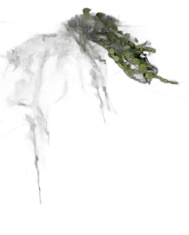 DayZ Dzplants_Blissbuildingivy_Special_E - Dzplants Blissbuildingivy Special E image
