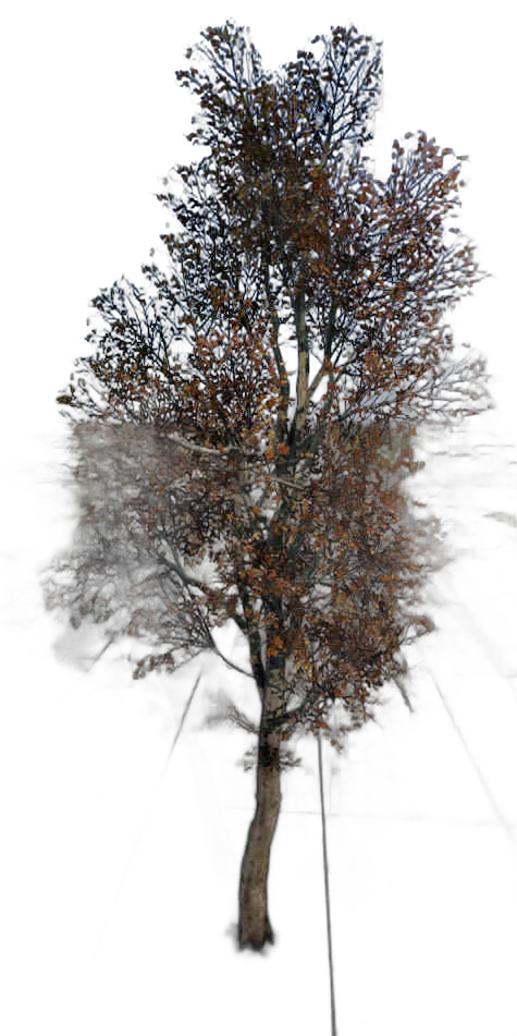 DayZ T_Fagussylvatica_3fb_Test - T Fagussylvatica 3fb Test image