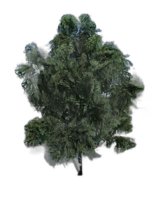 DayZ TreeHard_t_BetulaPendulaE_3s_summer - Treehard T Betulapendulae 3S Summer image
