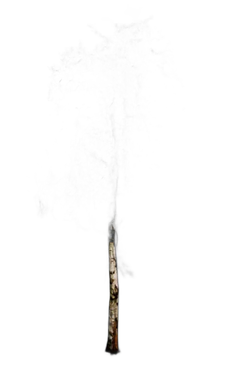 DayZ TreeHard_t_BetulaPendula_2s - Treehard T Betulapendula 2S image
