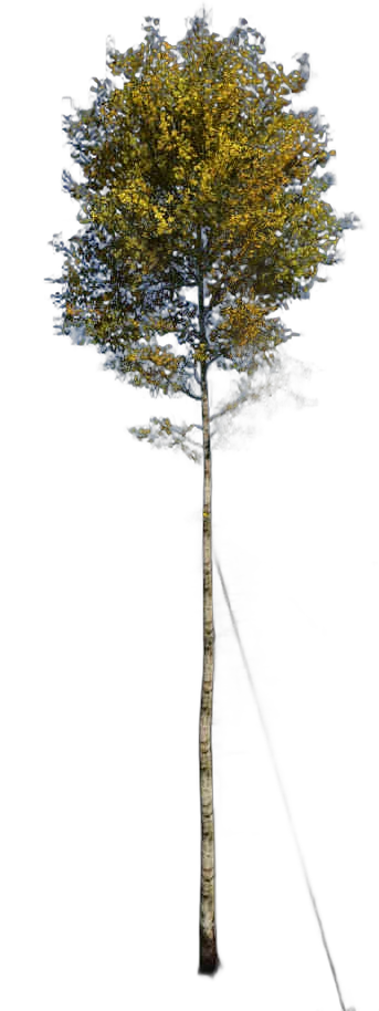 DayZ TreeHard_t_BetulaPendula_3f - Treehard T Betulapendula 3F image