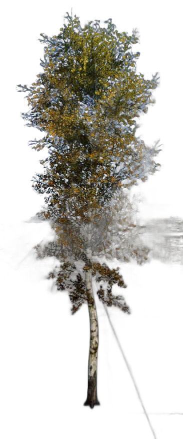 DayZ TreeHard_t_BetulaPendula_3fb - Treehard T Betulapendula 3Fb image