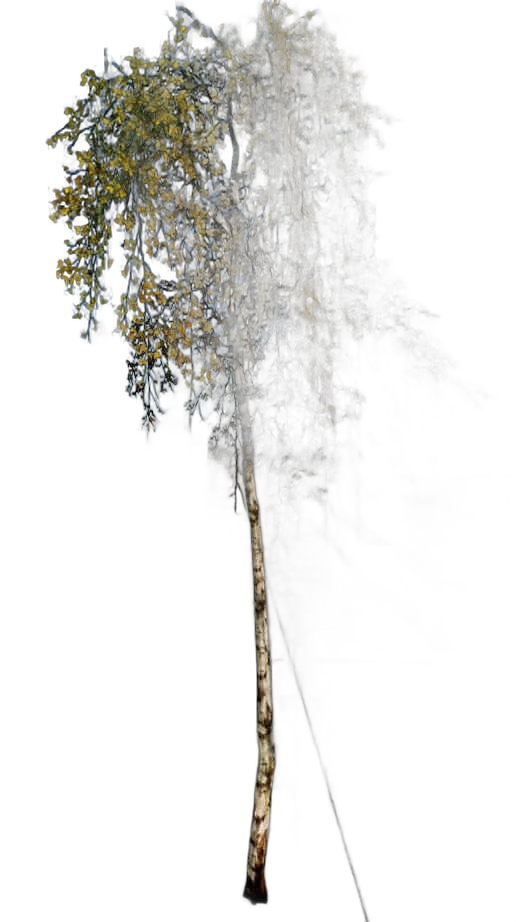 DayZ TreeHard_t_BetulaPendula_3fc - Treehard T Betulapendula 3Fc image