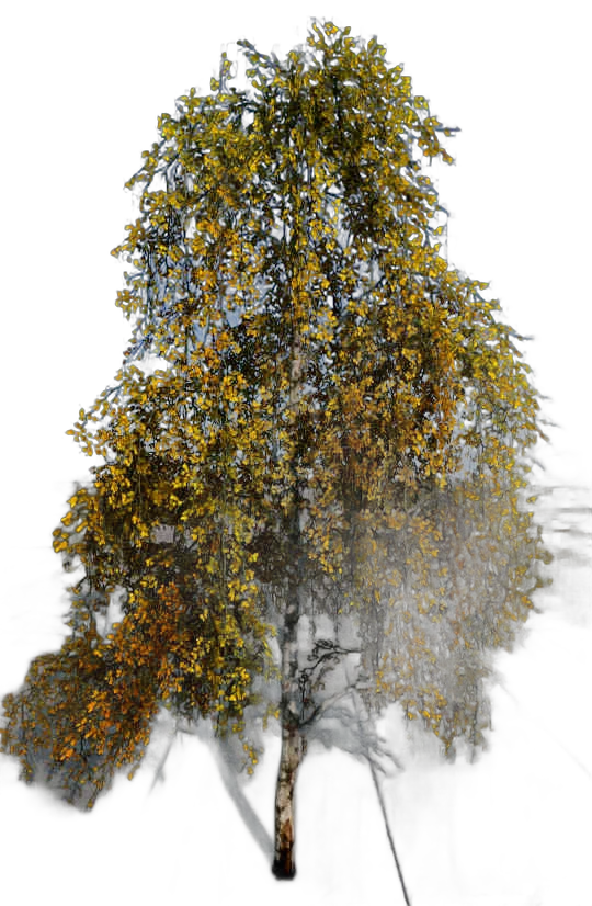DayZ TreeHard_t_BetulaPendula_3s - Treehard T Betulapendula 3S image