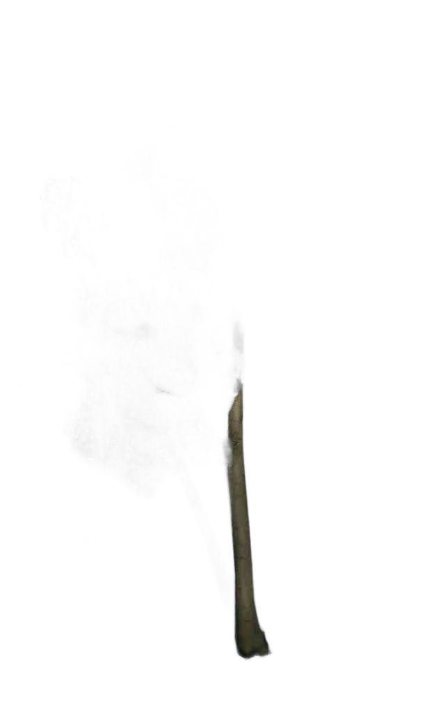 DayZ TreeHard_t_FagusSylvaticaE_3f_summer - Treehard T Fagussylvaticae 3F Summer image
