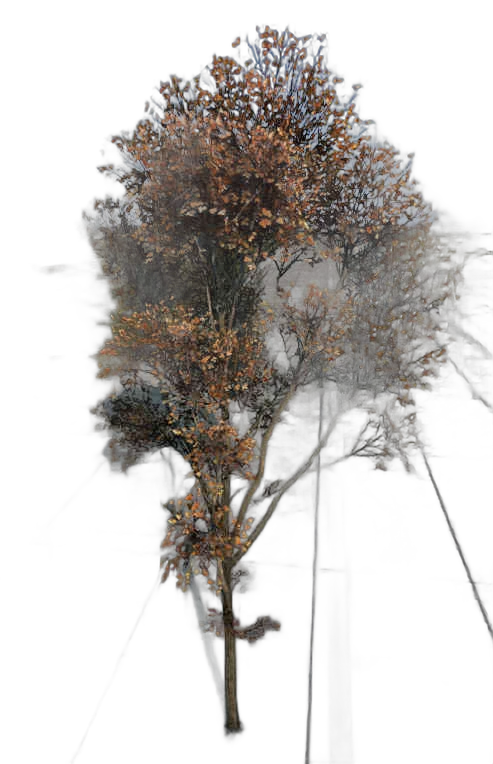DayZ TreeHard_t_FagusSylvatica_1fe - Treehard T Fagussylvatica 1Fe image