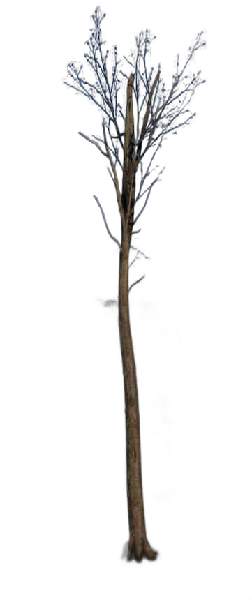 DayZ TreeHard_t_FagusSylvatica_2d - Treehard T Fagussylvatica 2D image