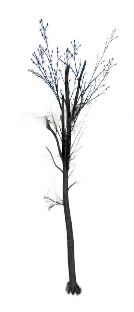 DayZ TreeHard_t_FagusSylvatica_2d_summer - Treehard T Fagussylvatica 2D Summer image