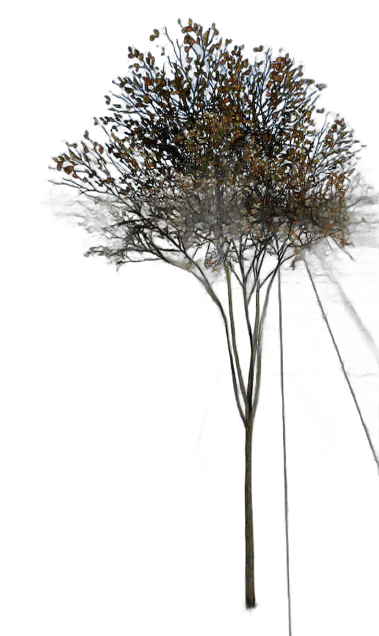 DayZ TreeHard_t_FagusSylvatica_2f - Treehard T Fagussylvatica 2F image