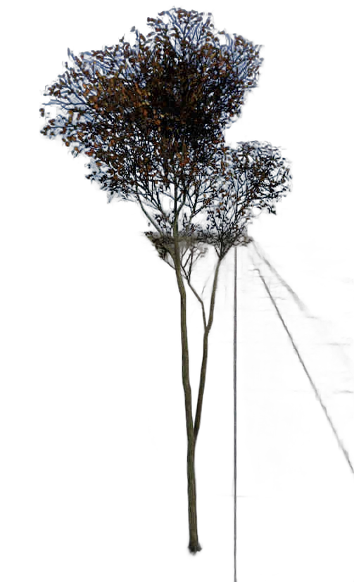 DayZ TreeHard_t_FagusSylvatica_2fb - Treehard T Fagussylvatica 2Fb image