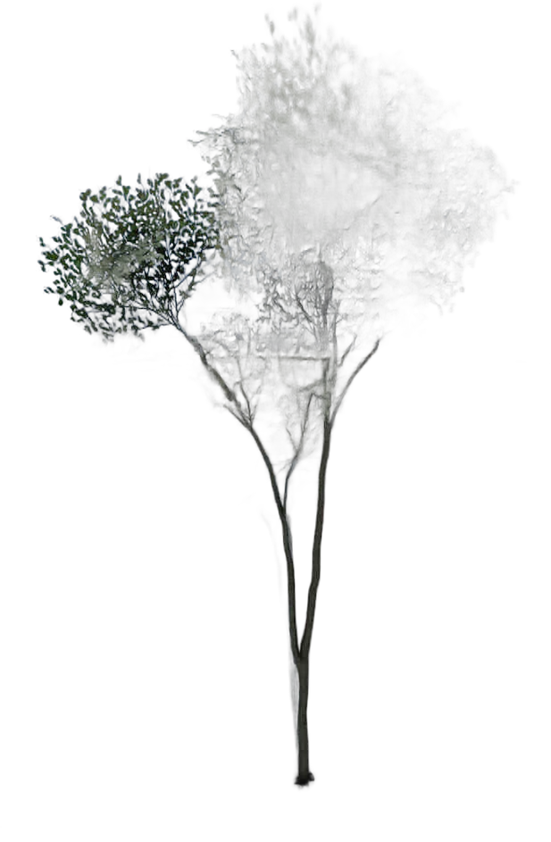 DayZ TreeHard_t_FagusSylvatica_2fb_summer - Treehard T Fagussylvatica 2Fb Summer image