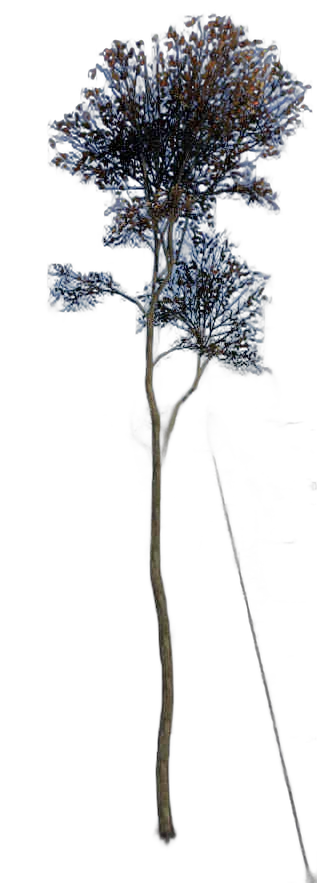 DayZ TreeHard_t_FagusSylvatica_2fc - Treehard T Fagussylvatica 2Fc image