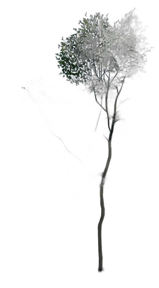 DayZ TreeHard_t_FagusSylvatica_2fc_summer - Treehard T Fagussylvatica 2Fc Summer image