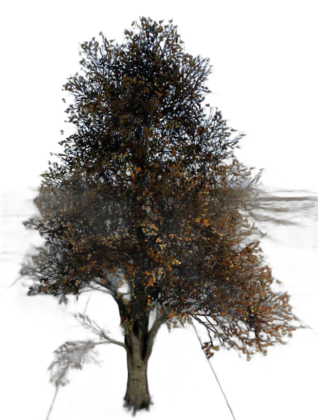 DayZ TreeHard_t_FagusSylvatica_2s - Treehard T Fagussylvatica 2S image